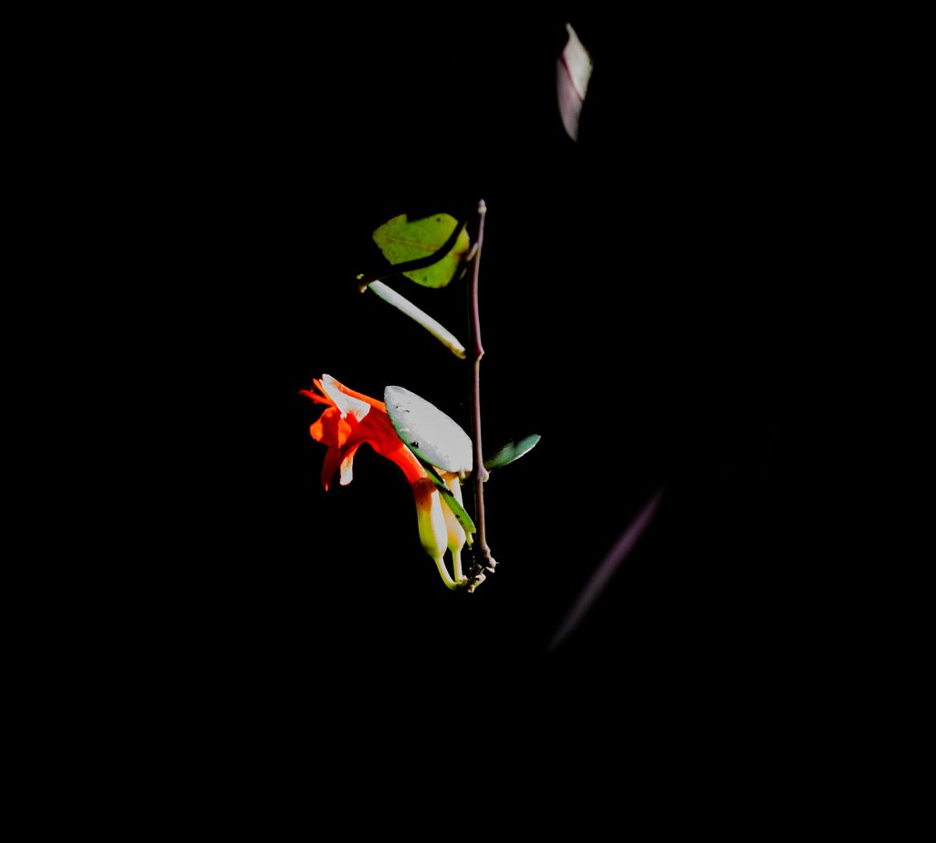 DSC-7529.jpg