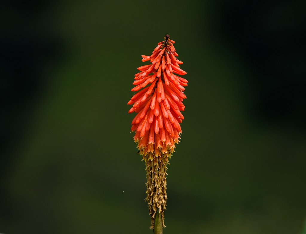 DSC-8212.jpg