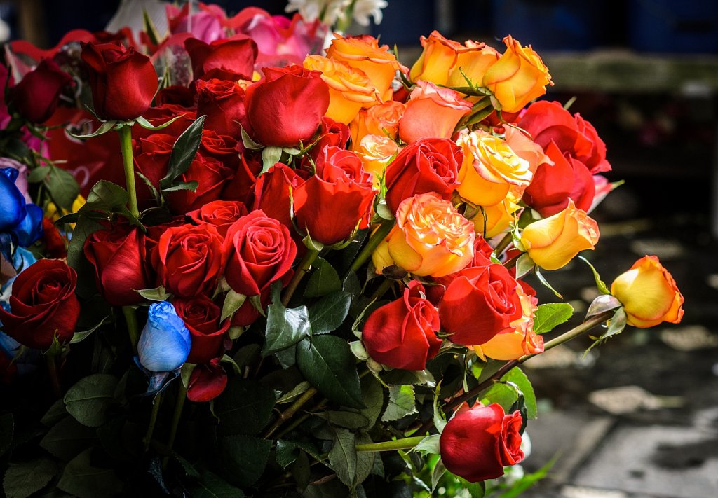 DSC-8676.jpg