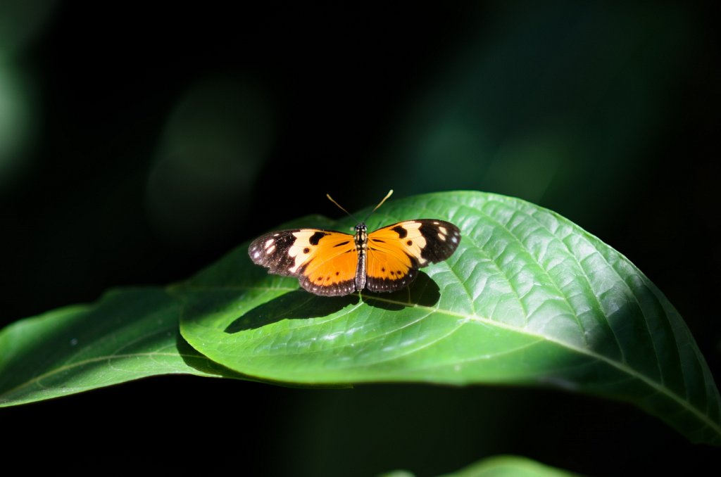 DSC-9537.jpg